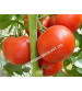 Tomato Iris F1 Nancy 10 grams